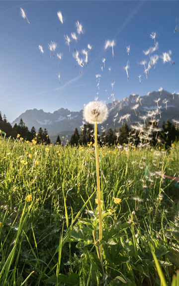 Titelbild des Geschäftsberichts 2025 zeigt eine Landschaft mit Wiese und einer Pusteblume im Vordergrund.